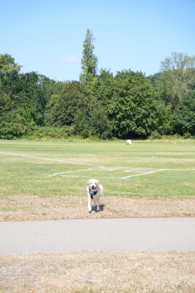 A dog running toward the Fitcoin community