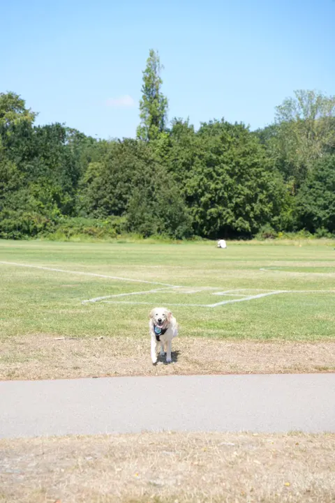 A dog running toward the Fitcoin community